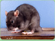 rat control Cleveleys