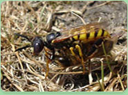 wasp control Cleveleys
